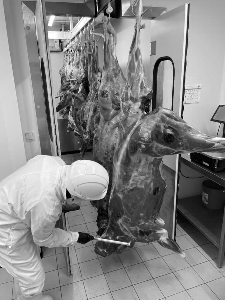 Atelier agréé CE Gibier de Haute-Savoie : carcasses de gibier en chambre froide et contrôle par un opérateur